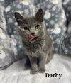 Darby