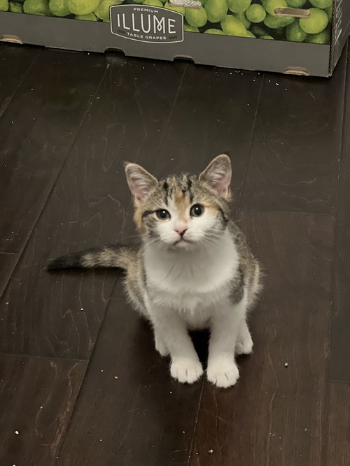 Noel