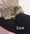 Ewok