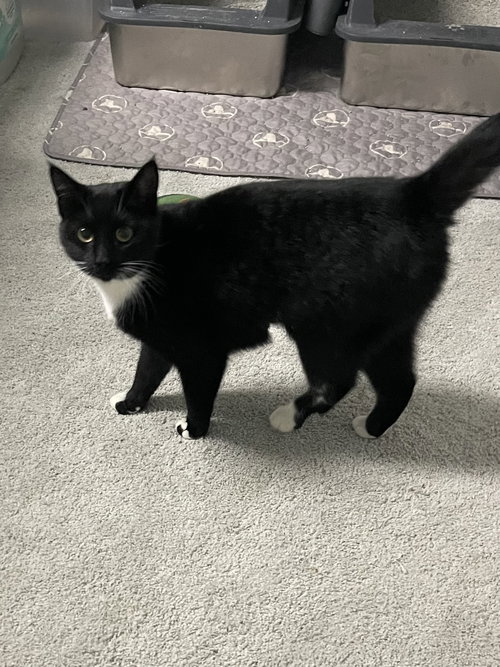 Cosmo