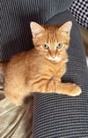 Charles