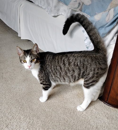 ELFIN - Tabby / Domestic Short Hair available for adoption