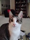 Elfin - Photo 2