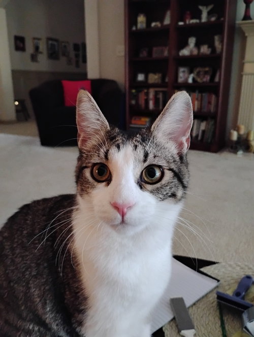 ELFIN - Tabby / Domestic Short Hair available for adoption