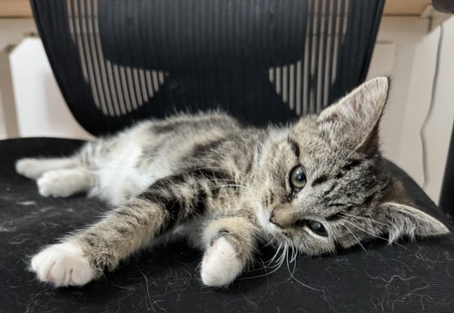 Maude