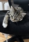 Maude