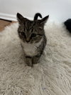 Maude