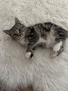 Maude