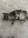 Maude