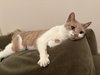 Nola