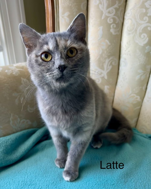 Latte