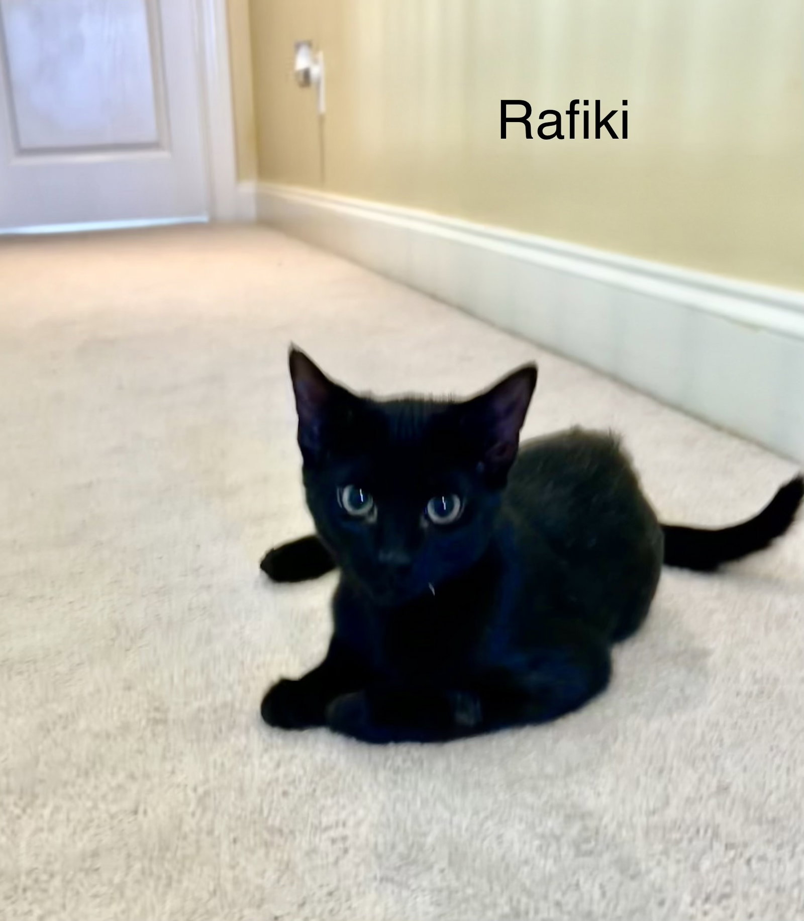 Rafiki Image