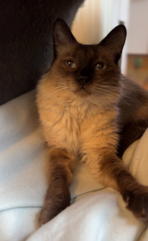 Lily