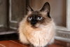 Lily