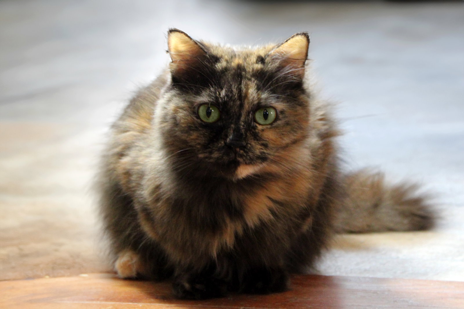 Gigi Image