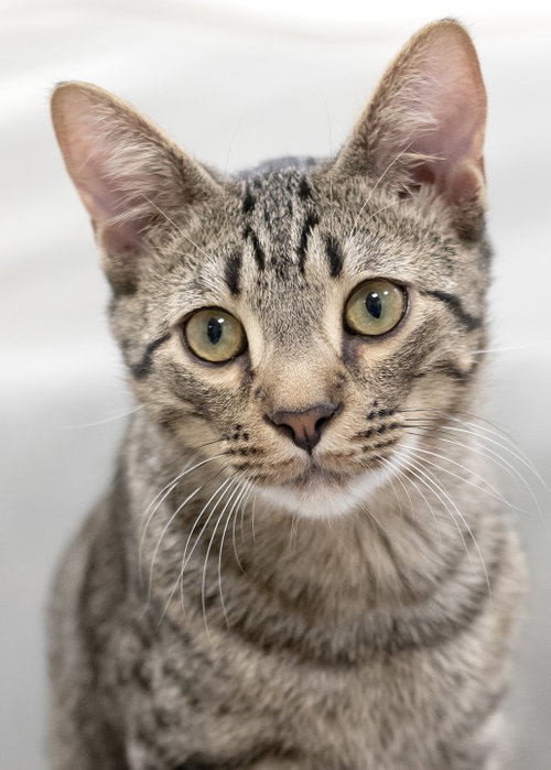 Kinder, an adoptable Tabby in Buford, GA