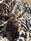 Twix