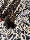 Twix