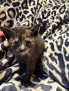 Twix