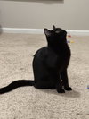 Fancy