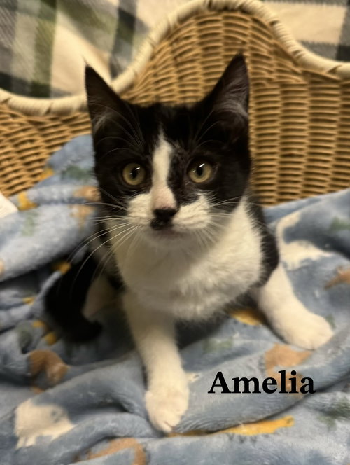 Amelia