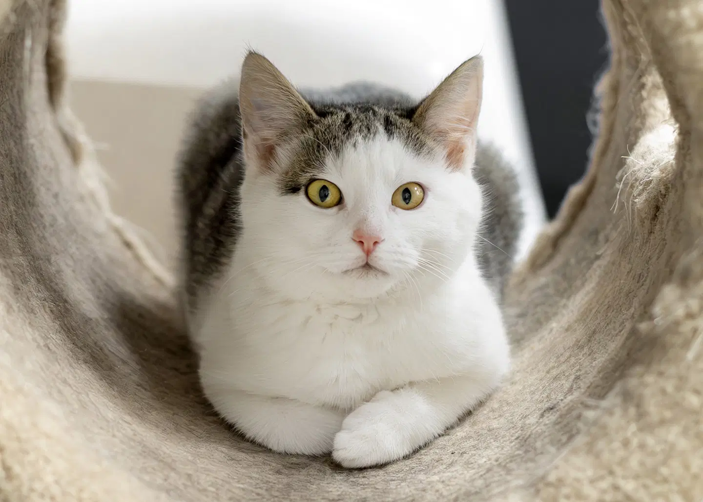 Dorado - Tabby