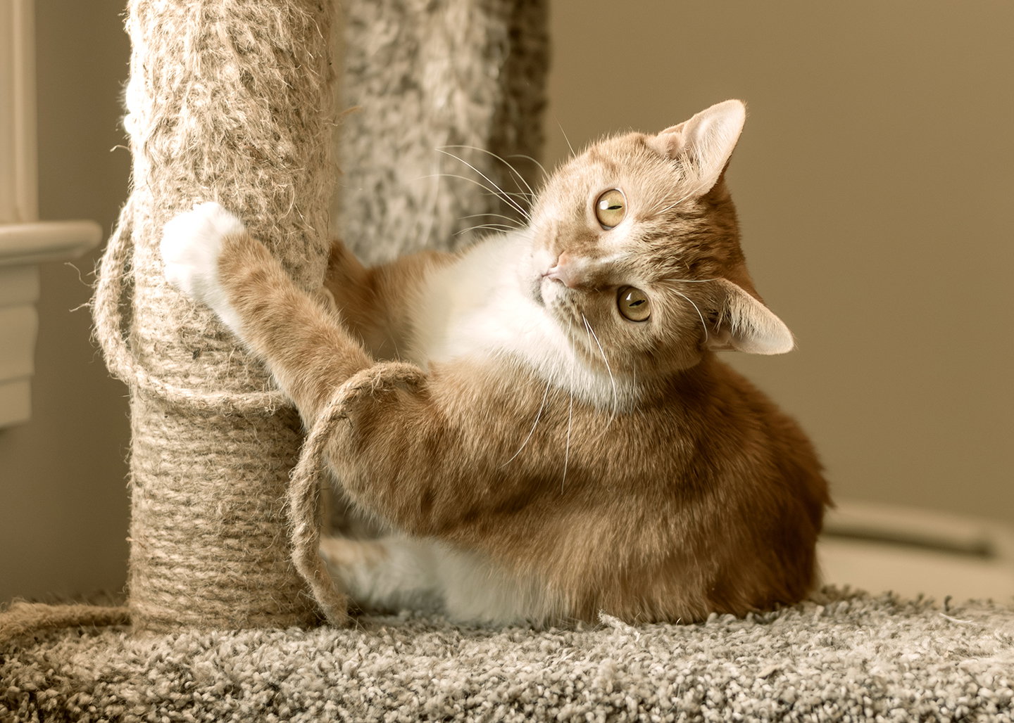 Cici Image
