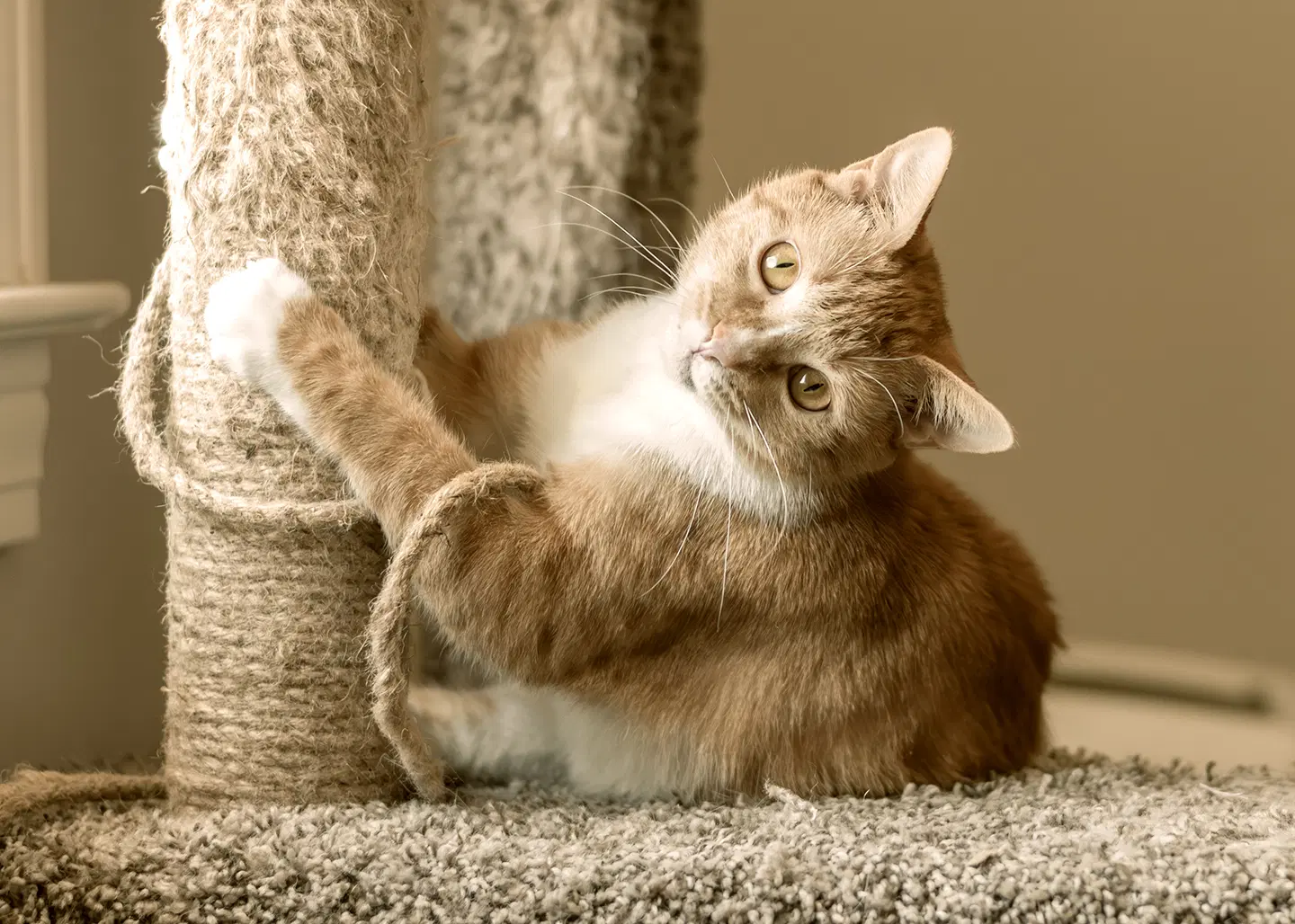 Cici - Domestic Short Hair