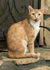 Cici