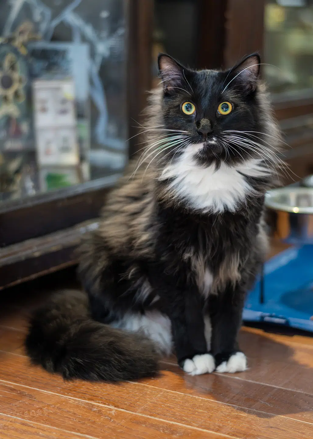 Seymore - Norwegian Forest Cat