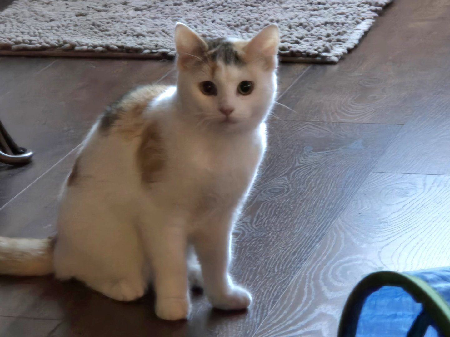 Purry Image