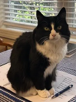 Jane - Domestic Medium Hair