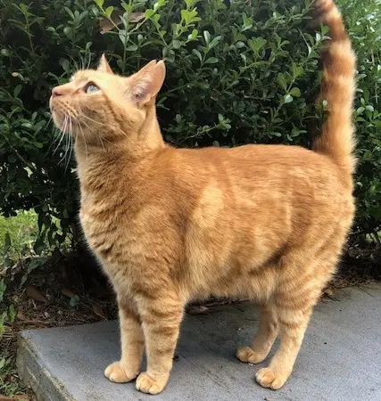 Jimmy - Domestic Short Hair