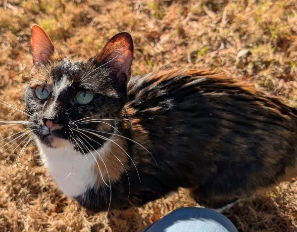 Princess Penelope Image