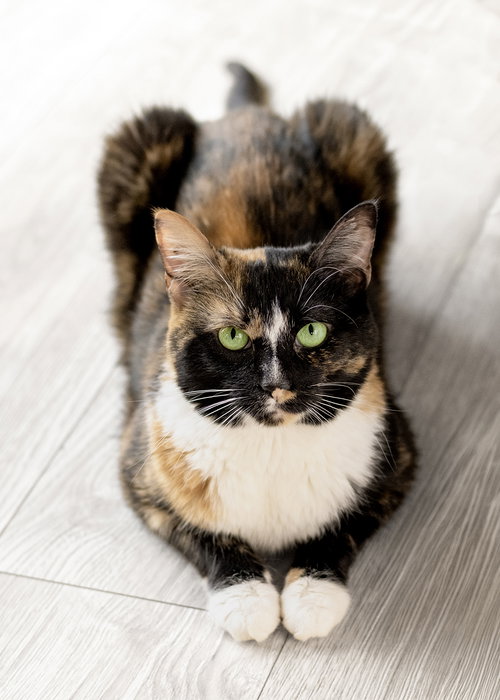 Princess Penelope