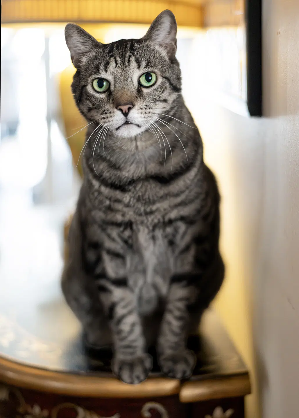 Mozzy - Tabby