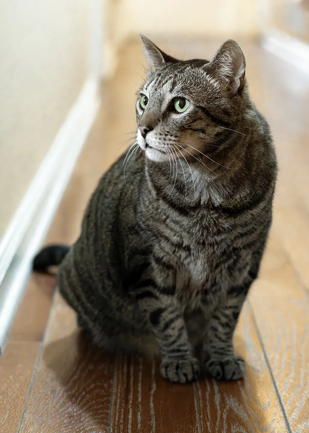 Mozzy image 4