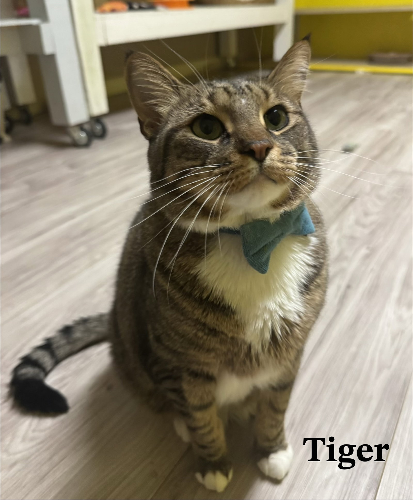 Tigger Image