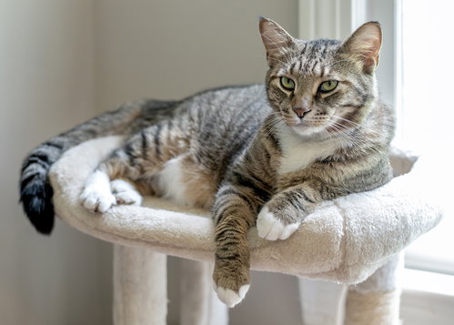 Tigger, an adoptable Tabby in Buford, GA