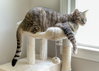 Tigger