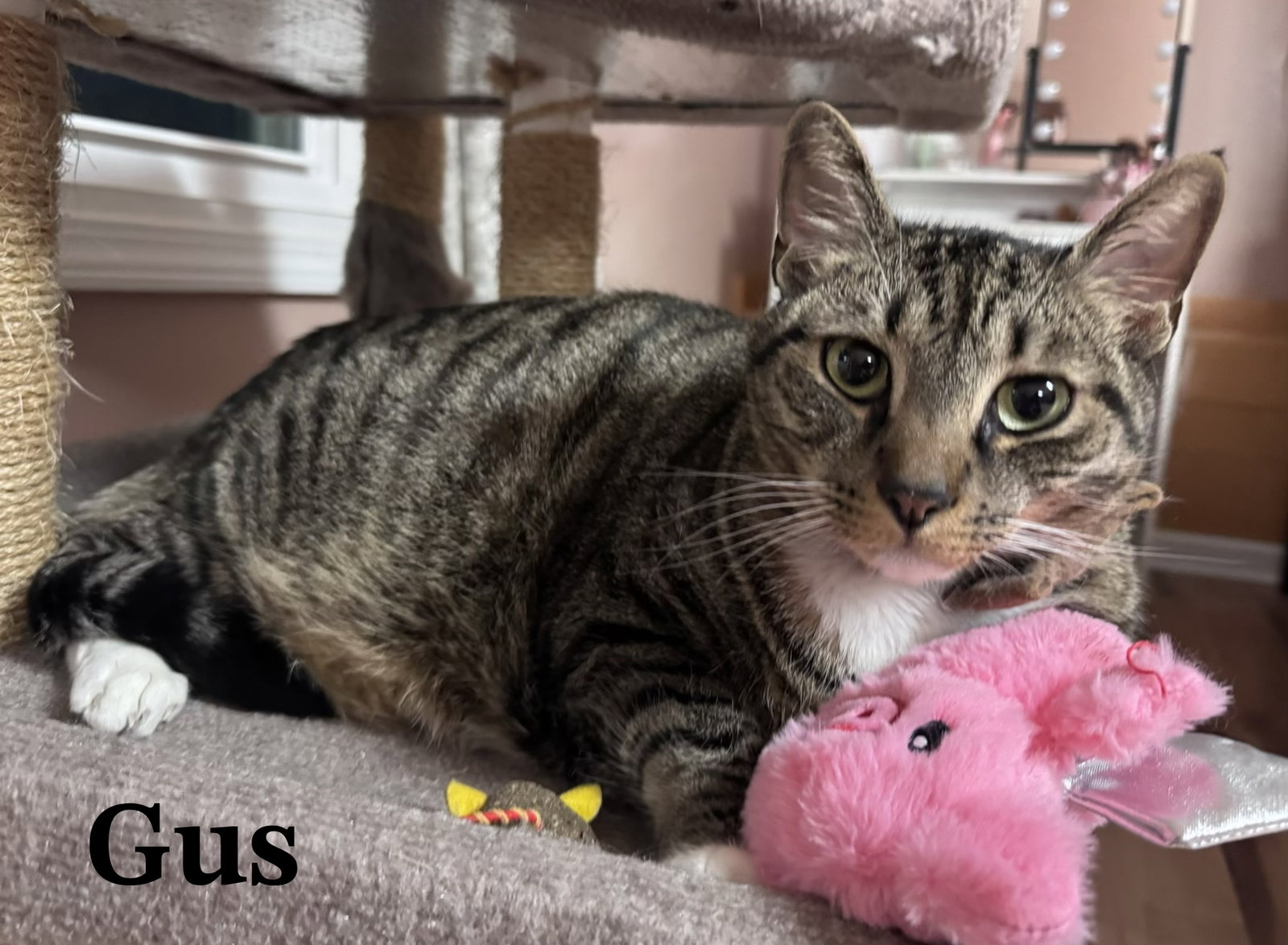 Gus Image