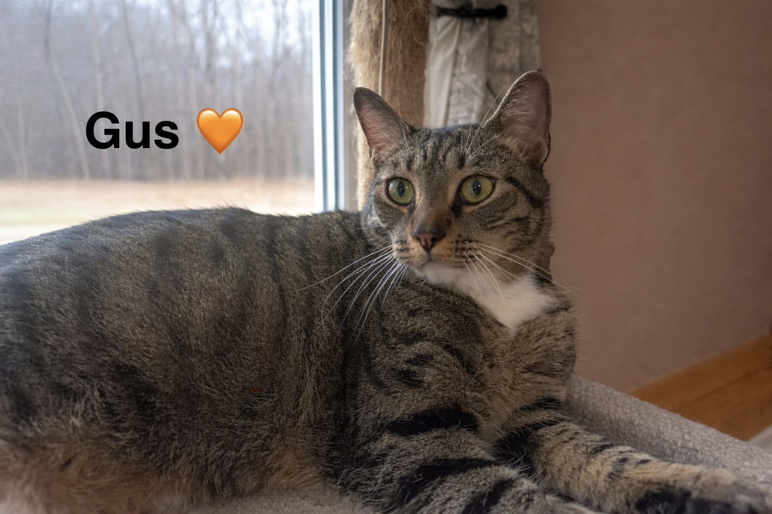 Gus, photo 7