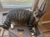 Gus