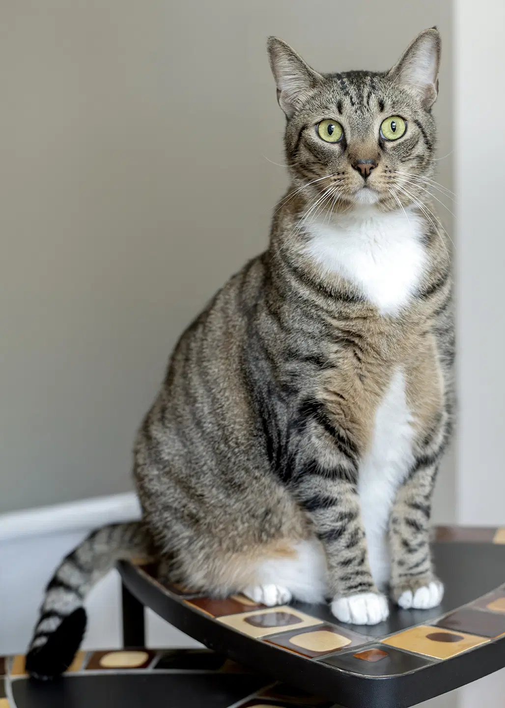 Gus - Tabby