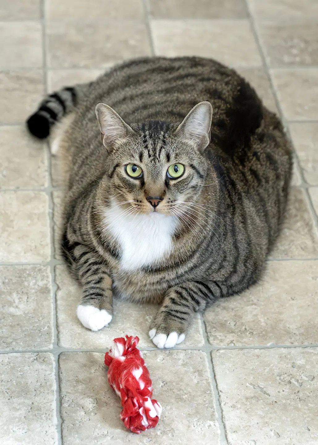 Gus image 3