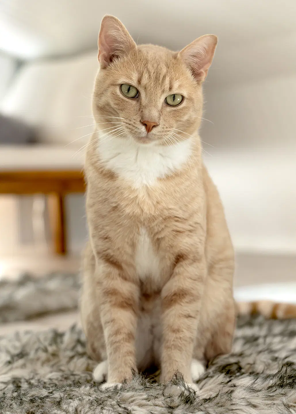 Loona - Domestic Short Hair