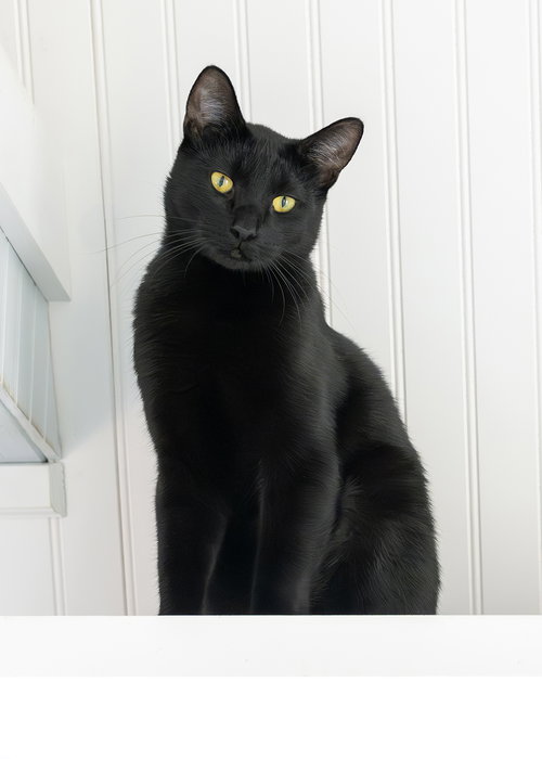 Zubi, Adult Domestic Short Hair / Mixed (short coat), cat for adoption in Marietta, Georgia