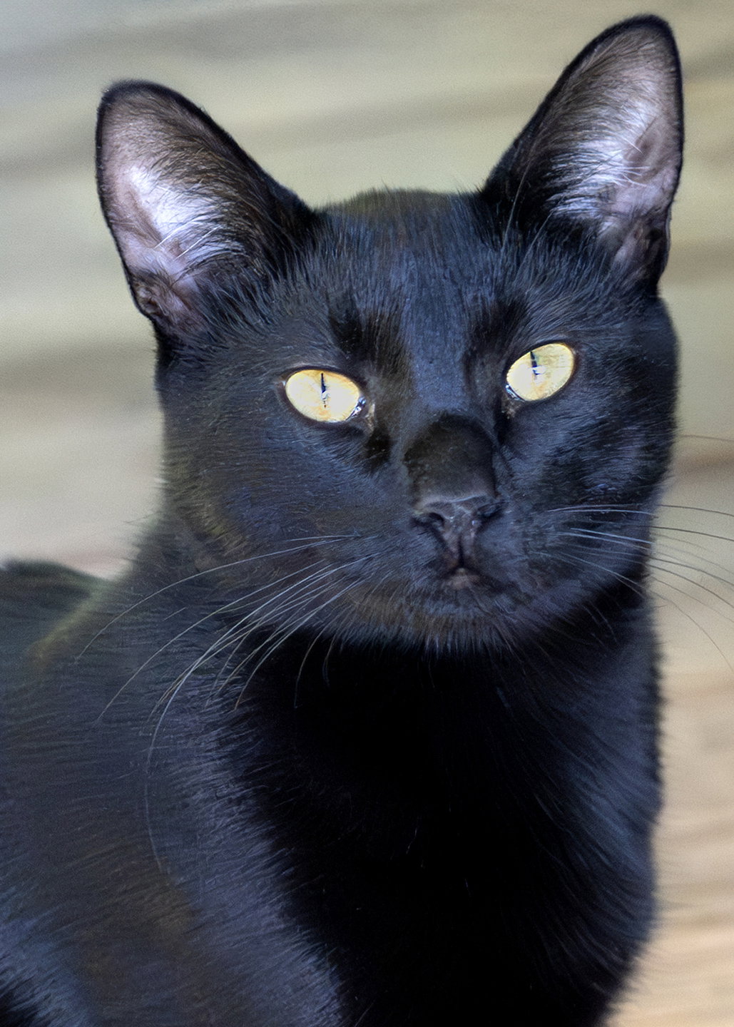 Zubi, photo 3