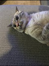 Opossum