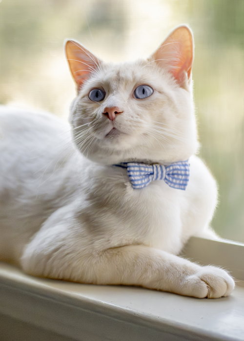 Zeus